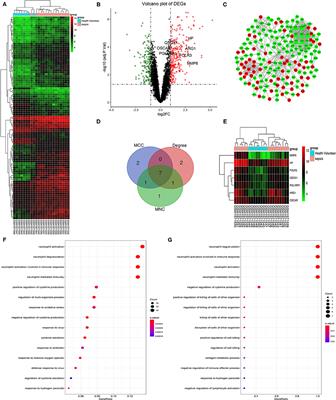 Inhibition of Matrix Metalloproteinase-8 Protects Against Sepsis Serum Mediated Leukocyte Adhesion